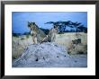 Pair Of Female Lions (Panthera Leo) Sitting On Termite Hill, Eastern, Kenya by Mitch Reardon Limited Edition Print
