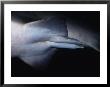 Sand Tiger Shark, Male, Australia by Gerard Soury Limited Edition Print