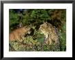 Candian Lynx, Felis Lynx Female And Kitten Montana, Usa by Alan And Sandy Carey Limited Edition Print