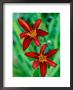 Hemerocallis Sammy Russell, Close-Up Of Red Flower Heads by Lynn Keddie Limited Edition Pricing Art Print