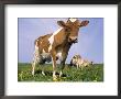 Guernsey Cows In Field Of Dandelions, Il by Lynn M. Stone Limited Edition Print