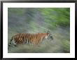 Bengal Tiger, Tigress In Grass, Madhya Pradesh, India by Elliott Neep Limited Edition Print