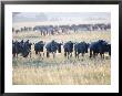 Wildebeest, Herd In Lines On Migation, Kenya by Mike Powles Limited Edition Print