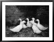 Ducks, Ireland by Karen Schulman Limited Edition Print