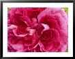 Rosa Reine Des Violettes (Hybrid Perpetual Rose), Deep Pink Flower by Mark Bolton Limited Edition Print