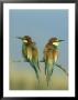 Bee-Eater, Pair Perched On Small Twig, Greece by Mark Hamblin Limited Edition Pricing Art Print