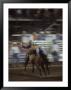 A Cowboy Rides A Bucking Bronco During A Rodeo, Steamboat Springs, Colorado by Taylor S. Kennedy Limited Edition Print