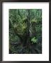 Air Plants Adorn The Trees In South Florida by Klaus Nigge Limited Edition Print