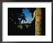 A Green Tree Boa On The Trunk Of A Tree Near The Tuichi River by Joel Sartore Limited Edition Pricing Art Print