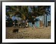 Wild Boar Wanders Through A Village On The Galapagos Islands by Steve Winter Limited Edition Print