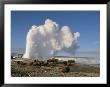 A Group Of American Bison Rest Near The Old Faithful Geyser by Tom Murphy Limited Edition Pricing Art Print