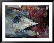 A Captured Southern Bluefin Tuna Fish by Jason Edwards Limited Edition Print