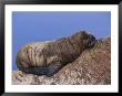 A Baby Atlantic Walrus Rests On Its Mothers Back by Paul Nicklen Limited Edition Print