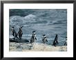 Humboldt, Or Peruvian, Penguins On A Rocky Shore by Joel Sartore Limited Edition Print