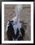 An Australian Pelican Preens by Nicole Duplaix Limited Edition Print