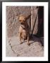 In This Close-Up, A Short-Haired Chihuahua (Canis Familiaris) Sits On A Doorsill In The Sun by O. Louis Mazzatenta Limited Edition Pricing Art Print