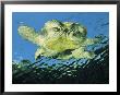 A Common Snapping Turtle Swimming In Water by George Grall Limited Edition Print