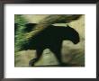 A Black Leopard by Michael Nichols Limited Edition Pricing Art Print