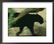 A Black Leopard by Michael Nichols Limited Edition Print