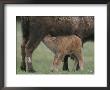 American Bison Calf Suckling by Norbert Rosing Limited Edition Print