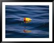 A Brightly-Colored Lobster Buoy Reflects In The Oceans Surface by Stephen St. John Limited Edition Print