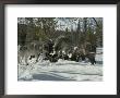 Pack Of Gray Wolves Feed On The Carcass Of A Deer by Jim And Jamie Dutcher Limited Edition Pricing Art Print