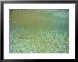 Millions Of Thimble Jellyfish Fill The Waters Of The Cayman Islands by Bill Curtsinger Limited Edition Pricing Art Print