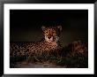 A Female African Cheetah And Her Cub Rest Together In The Early Evening by Chris Johns Limited Edition Pricing Art Print