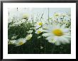 Field Filled With Daisies In Bloom Swaying In A Breeze by Klaus Nigge Limited Edition Print