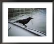 A Raven Perched On The Side Of An Inflatable Boat by Bill Curtsinger Limited Edition Print