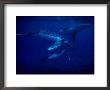 Humpback Whales, Swimming Over Reef, Polynesia by Gerard Soury Limited Edition Print