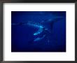 Humpback Whales, Swimming Over Reef, Polynesia by Gerard Soury Limited Edition Print
