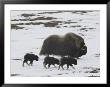 Musk-Ox And Three Calves On The Snow-Covered Tundra by Norbert Rosing Limited Edition Print