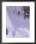Person Skiing Down Steep Mountain by Flip Mccririck Limited Edition Print