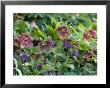 Pulmonarias & Helleborus X Hybridus by Mark Bolton Limited Edition Pricing Art Print