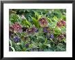 Pulmonarias & Helleborus X Hybridus by Mark Bolton Limited Edition Pricing Art Print