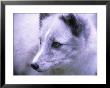 Arctic Fox, Alopex Lagopus by Mark Newman Limited Edition Print