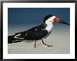 Black Skimmer Bird Walks In The Sand by Klaus Nigge Limited Edition Print