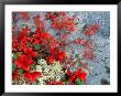 Bear Berry And Blue Berry In Autumn, Denali National Park, Alaska, Usa by Darrell Gulin Limited Edition Print