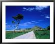 Gravel Road Linking Te Araroa To East Cape, Gisborne, New Zealand by Barnett Ross Limited Edition Print