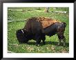 Yellowstone National Park, Bison, Buffalo, Wy by Timothy O'keefe Limited Edition Print