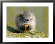 Coypu Or Nutria, Eating On Riverbank, France by Gerard Soury Limited Edition Print