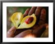Nutmeg, An Important Cash Crop, Zanzibar by Ariadne Van Zandbergen Limited Edition Print