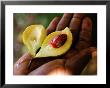 Nutmeg, An Important Cash Crop, Zanzibar by Ariadne Van Zandbergen Limited Edition Print