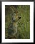 A Columbia Ground Squirrel Reaches Up To Eat The Seed Heads Of Mature Grasses by Michael S. Quinton Limited Edition Print