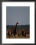 Giraffe And Elephants On The African Plain by Beverly Joubert Limited Edition Pricing Art Print