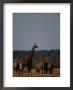 Giraffe And Elephants On The African Plain by Beverly Joubert Limited Edition Print