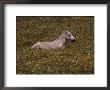 A Horse Lying In A Field Of Yellow And White Wildflowers by Annie Griffiths Belt Limited Edition Print