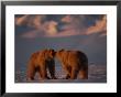 Grizzly Bears Spar With One Another by Joel Sartore Limited Edition Pricing Art Print