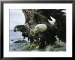 An Adult And Juvenile American Bald Eagle Hunt For Fish by Klaus Nigge Limited Edition Print